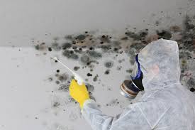 Best Environmental Consulting for Mold Prevention in Babbitt, MN